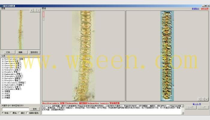 AlgaeC藻類計數分析智能鑒定系統,藻類計數儀