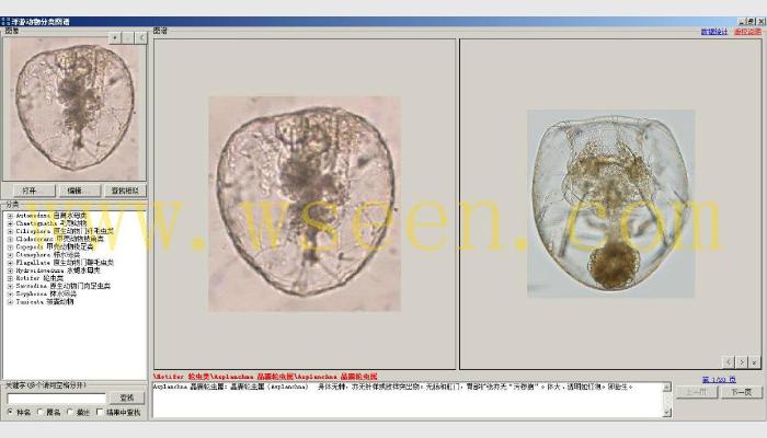 AlgaeC浮游生物計數(shù)分析智能鑒定系統(tǒng)(浮游動物鑒定模塊)