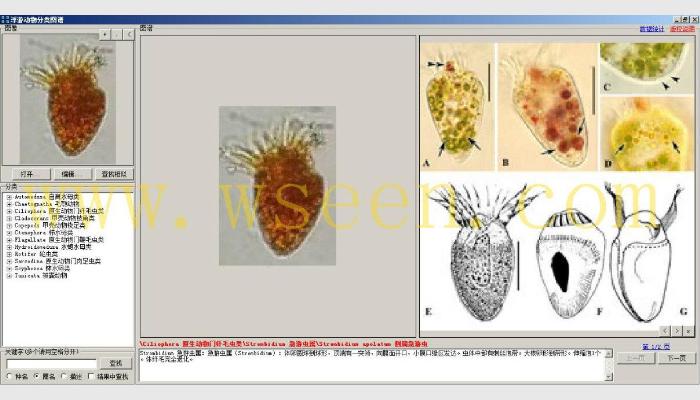 AlgaeC浮游生物計數(shù)分析智能鑒定系統(tǒng)(浮游動物鑒定模塊)